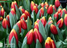 Tulipa Russia ® (3)
